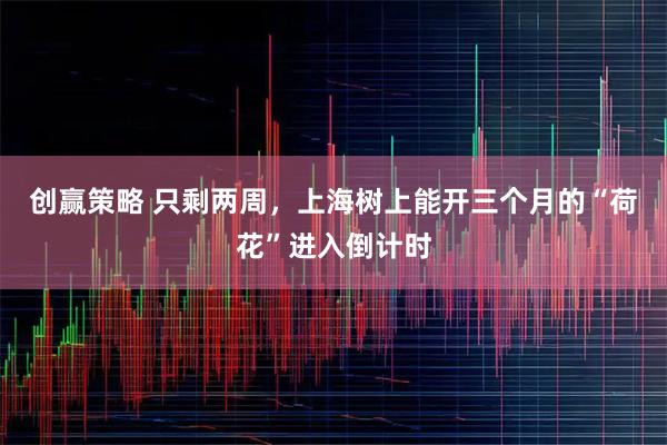 创赢策略 只剩两周，上海树上能开三个月的“荷花”进入倒计时